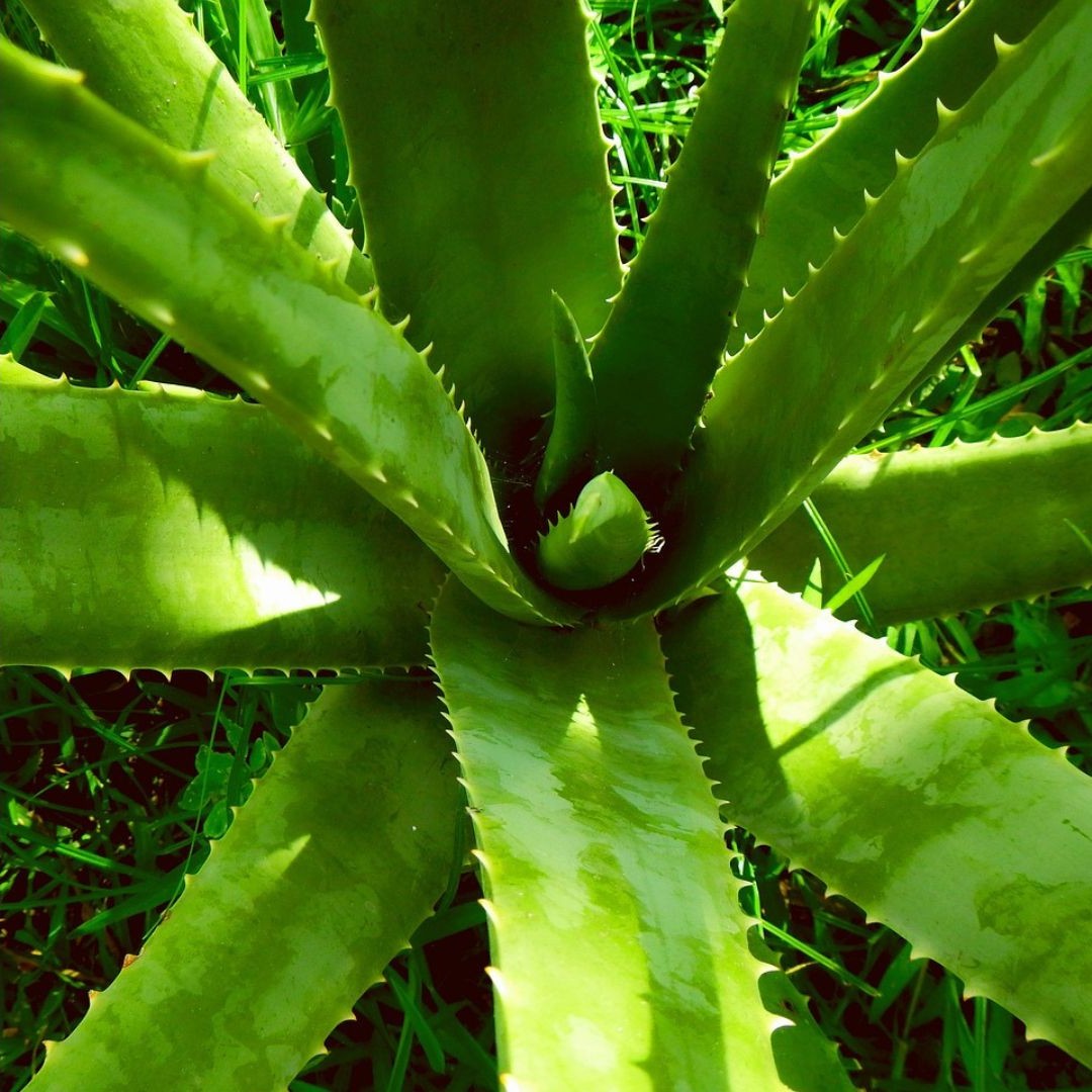 ALOE VERA
