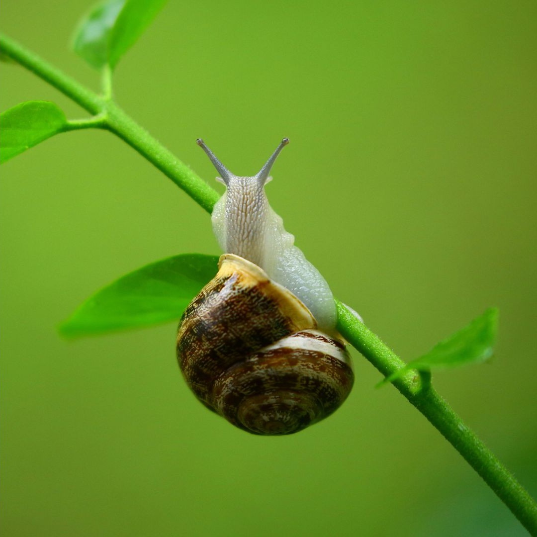 BAVE D'ESCARGOT
