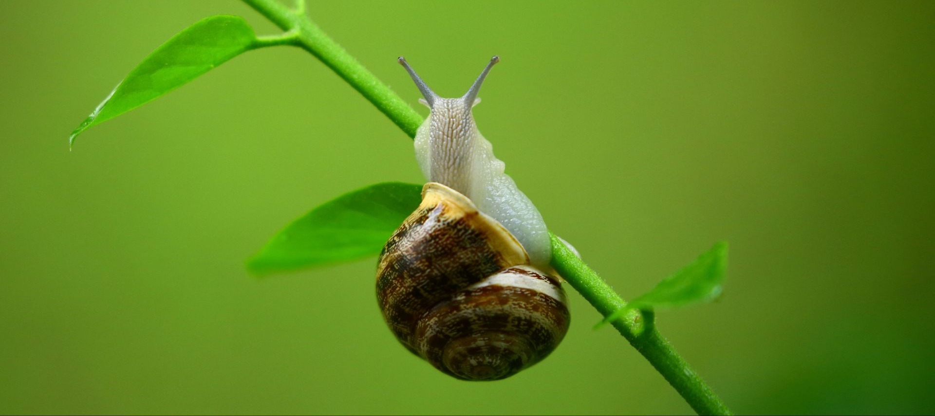 Bave d'Escargot Bave d'Escargot